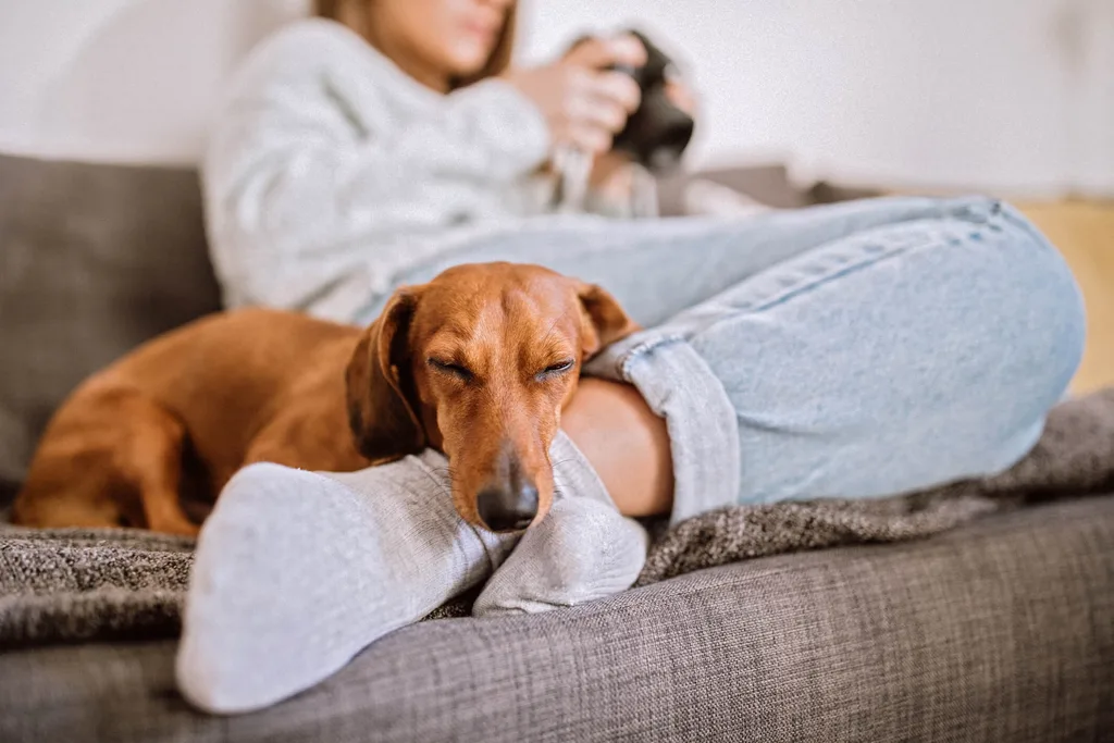 A dachshund lying on a couch with a woman