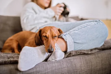 A dachshund lying on a couch with a woman