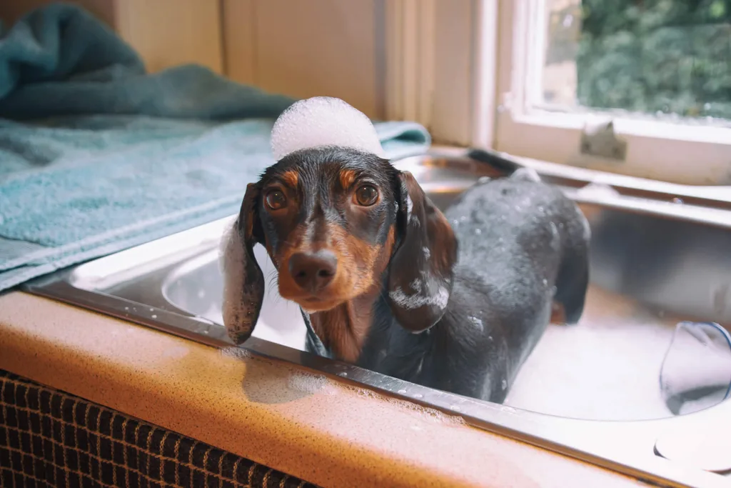 A dachshund being washed in the kitchen sink