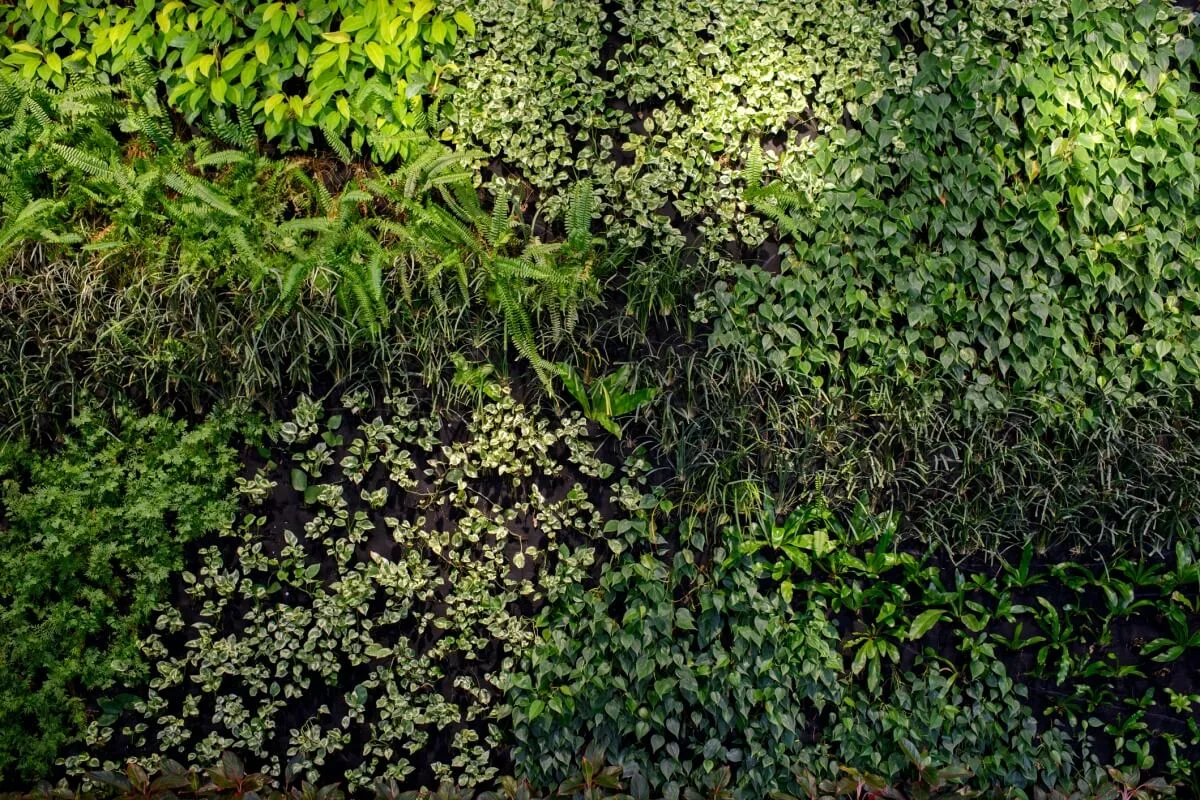 A vertical garden