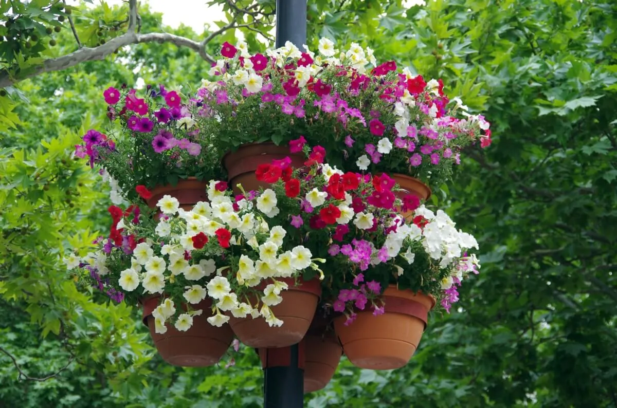 Hook planters hanging from a pole