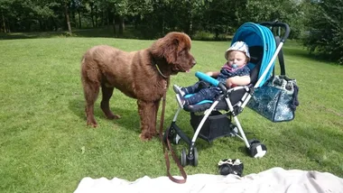 A Newfoundland dog looking at a baby in a pram