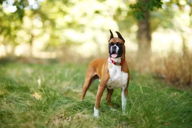 A boxer standing in long grass