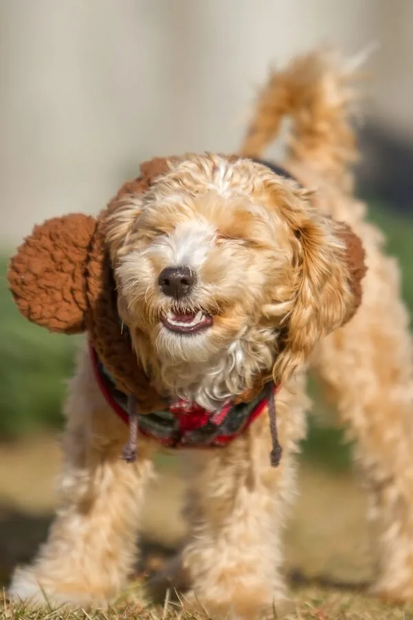 A Moodle puppy with closed eyes