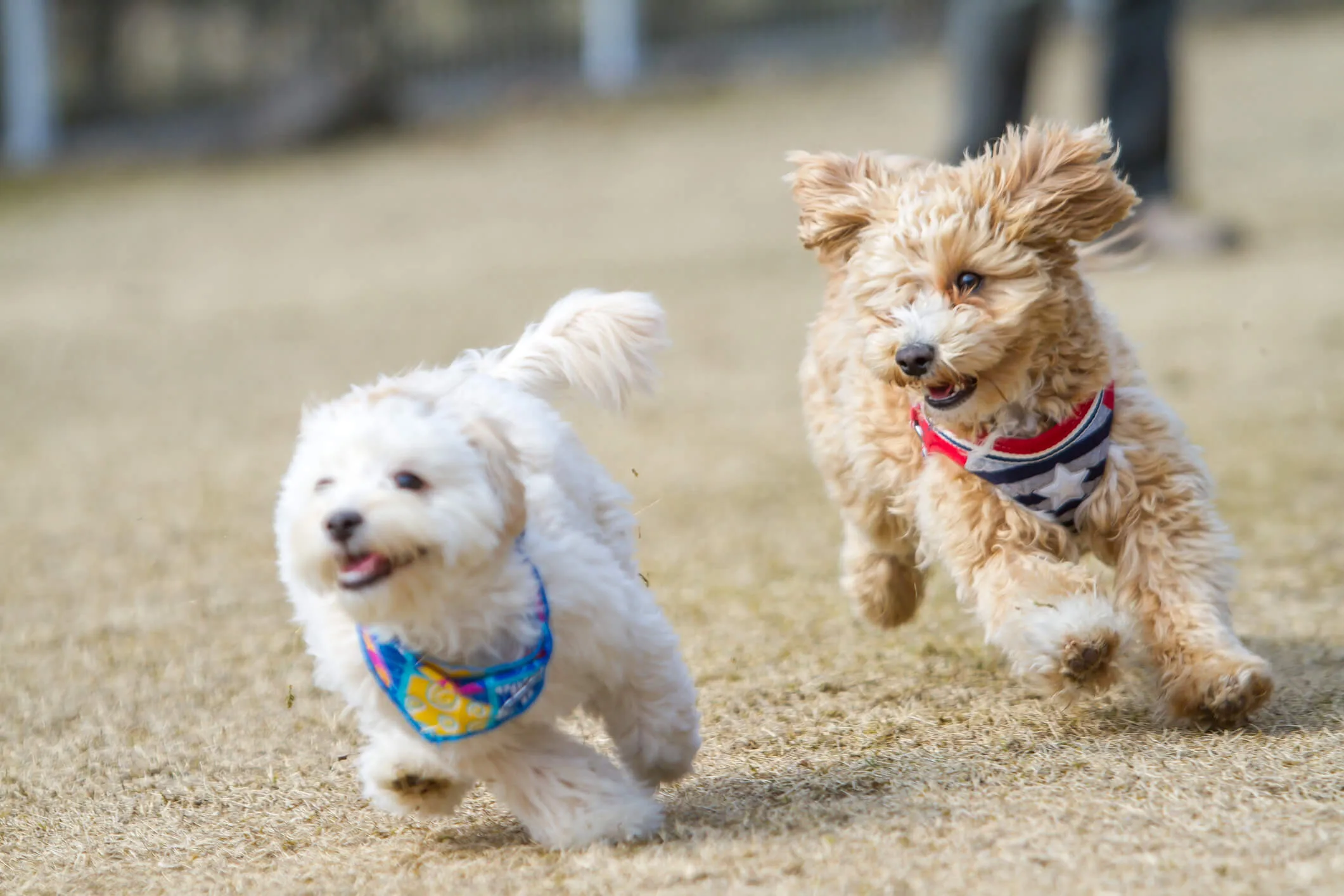 Two Maltipoo Dogs running across the carpet