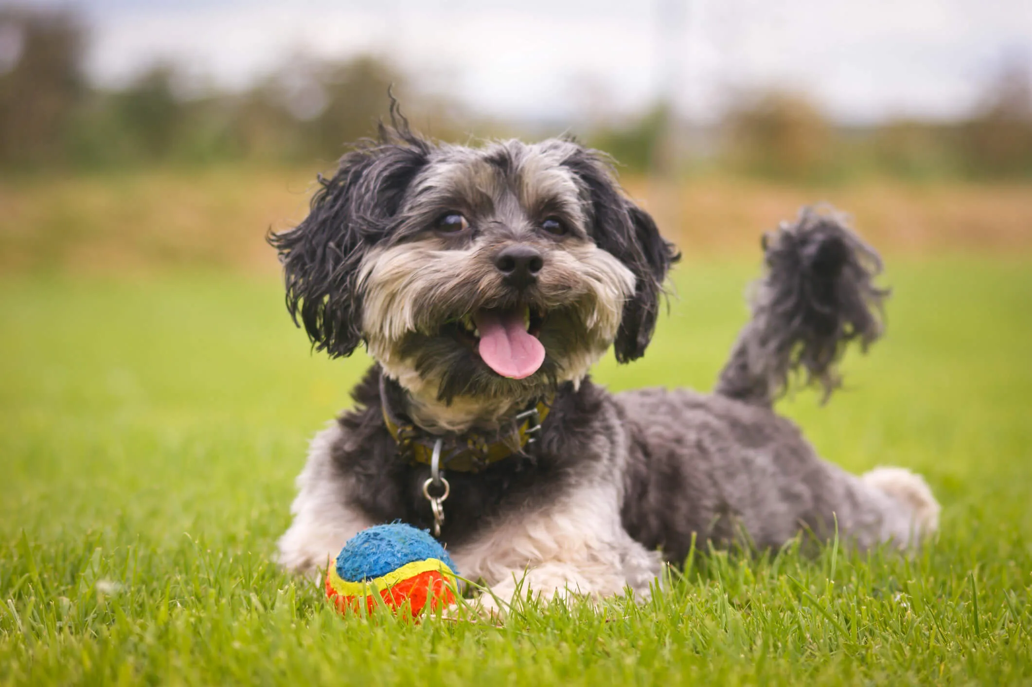 A Maltipoo puppy lying on the lawn