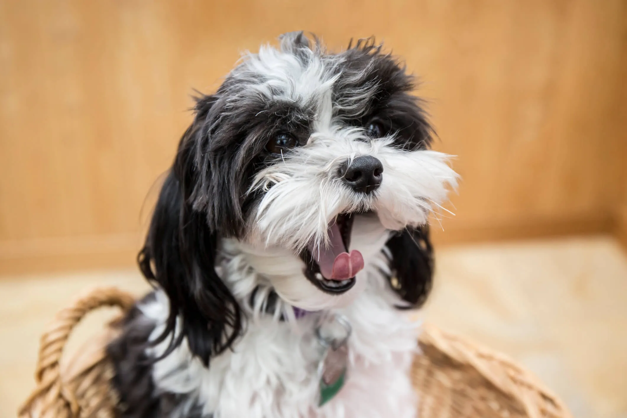 Why the Moodle is an awesome hypoallergenic pet