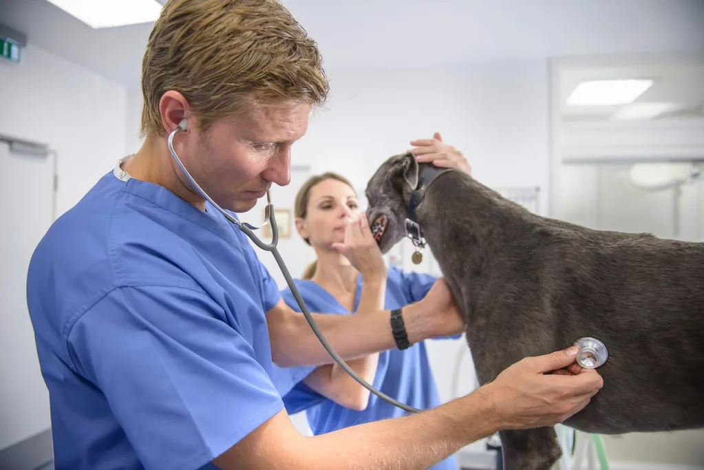 A vet taking a look at a greyhound