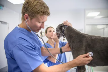 A vet taking a look at a greyhound