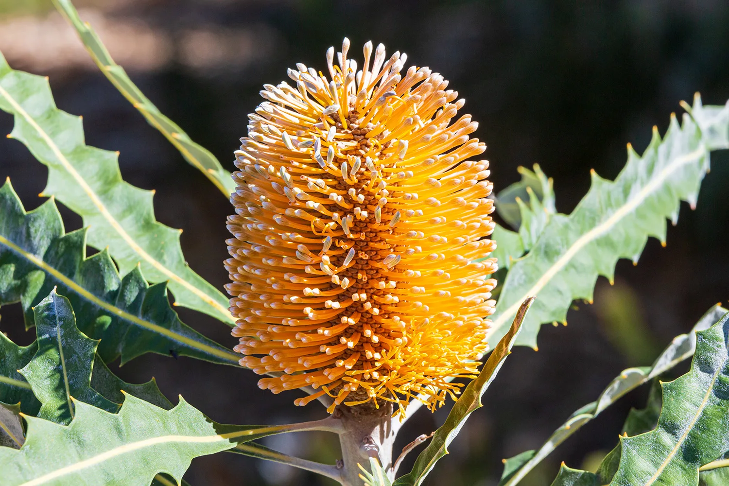 banksia flower