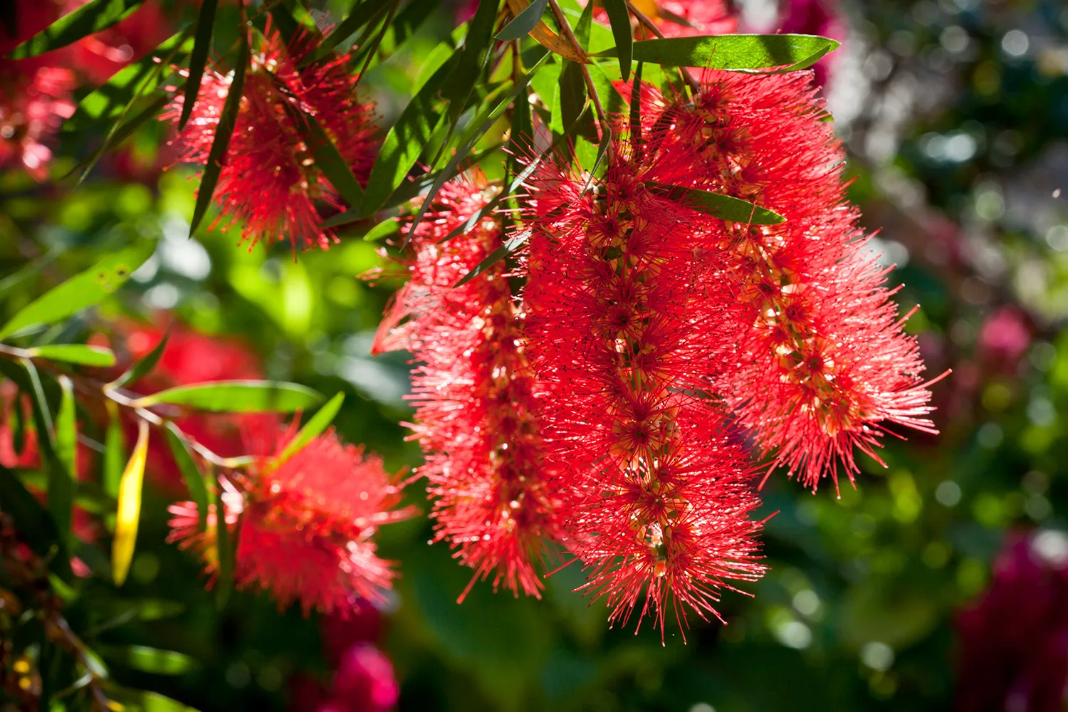 Bottlebrush