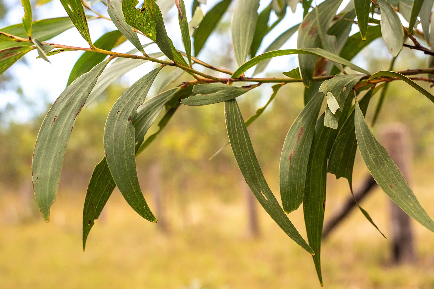 eucalyptus leaves