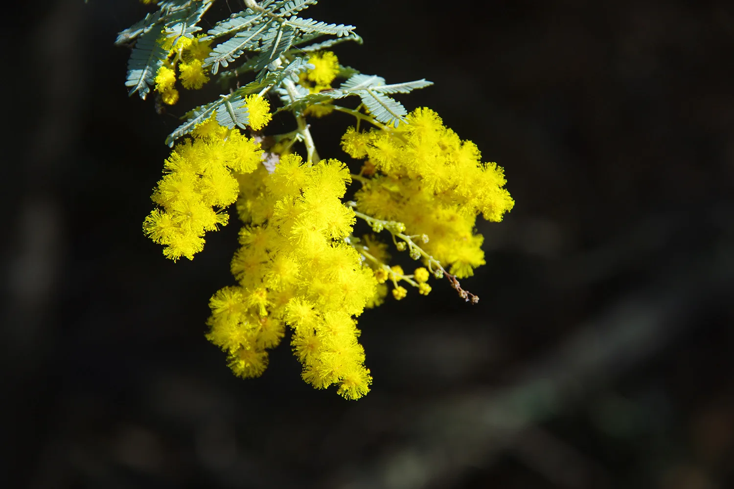 wattle plant
