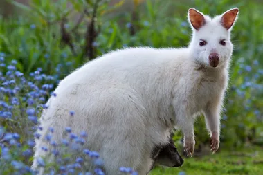 5 plants that will attract native wildlife into your garden