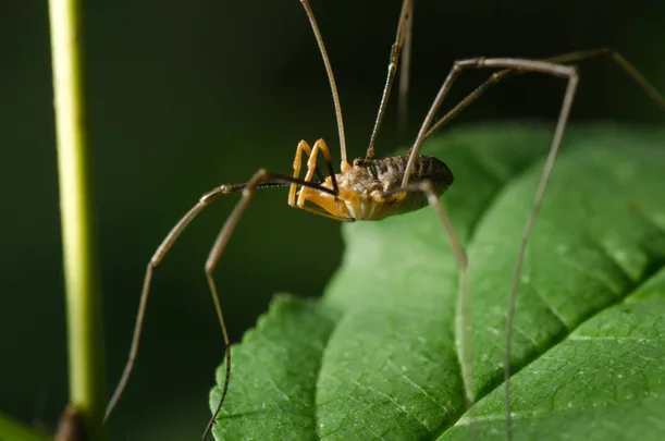 A daddy long legs spider on a leaf