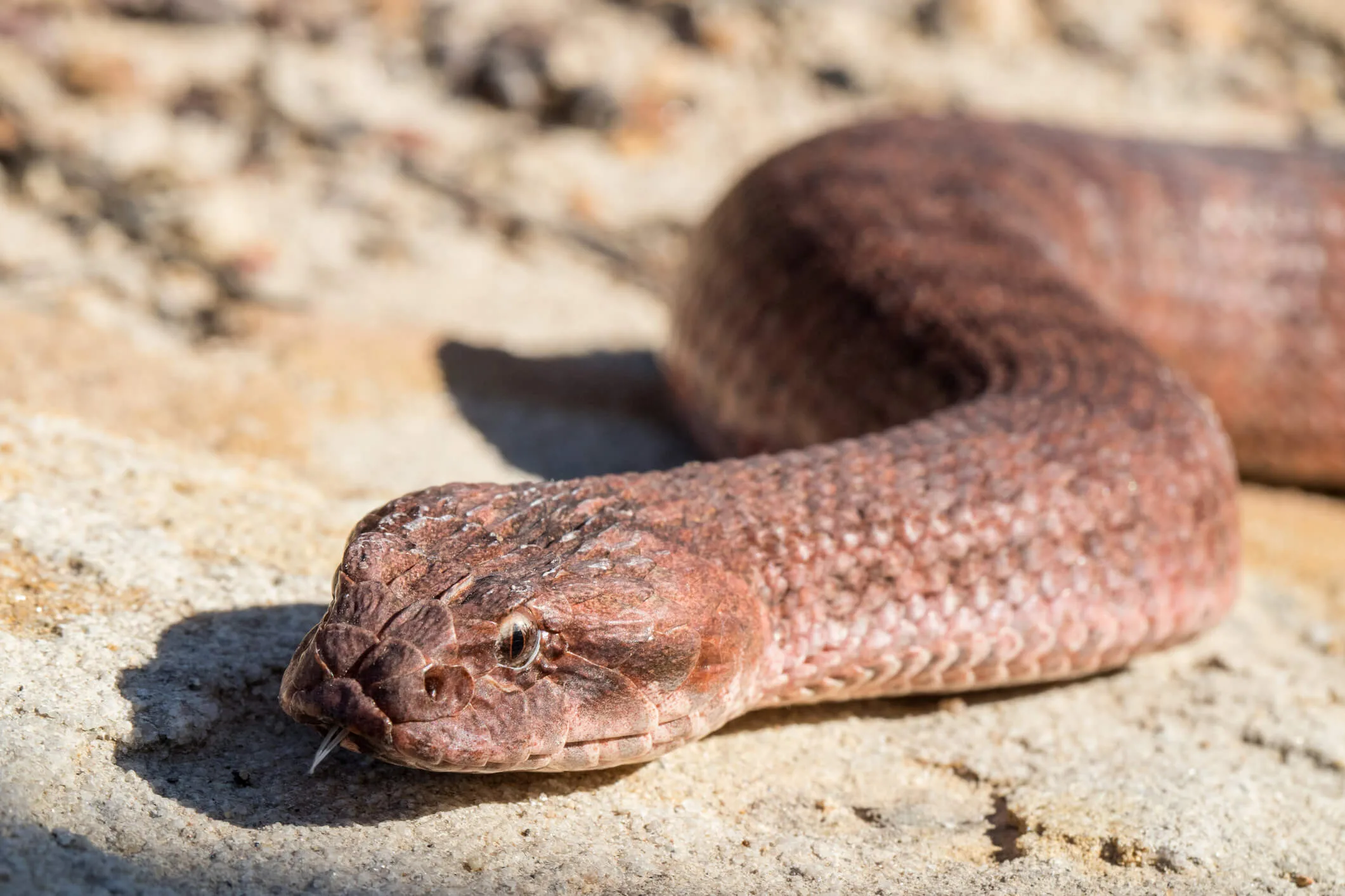 A close up of a common death adder snake