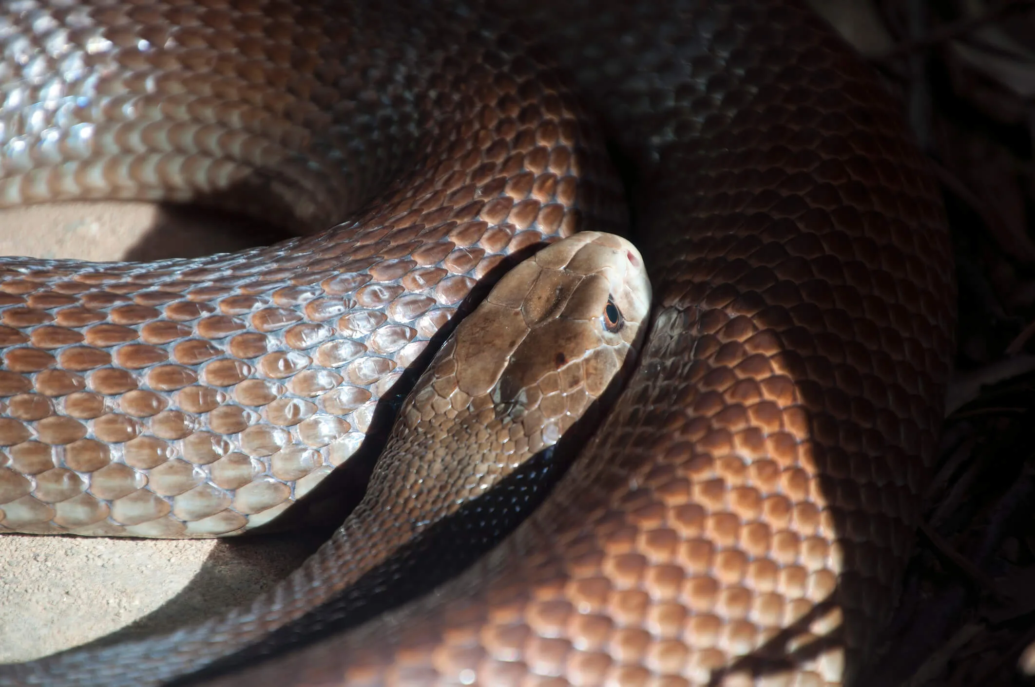 Close up of a Coastal taipan snake