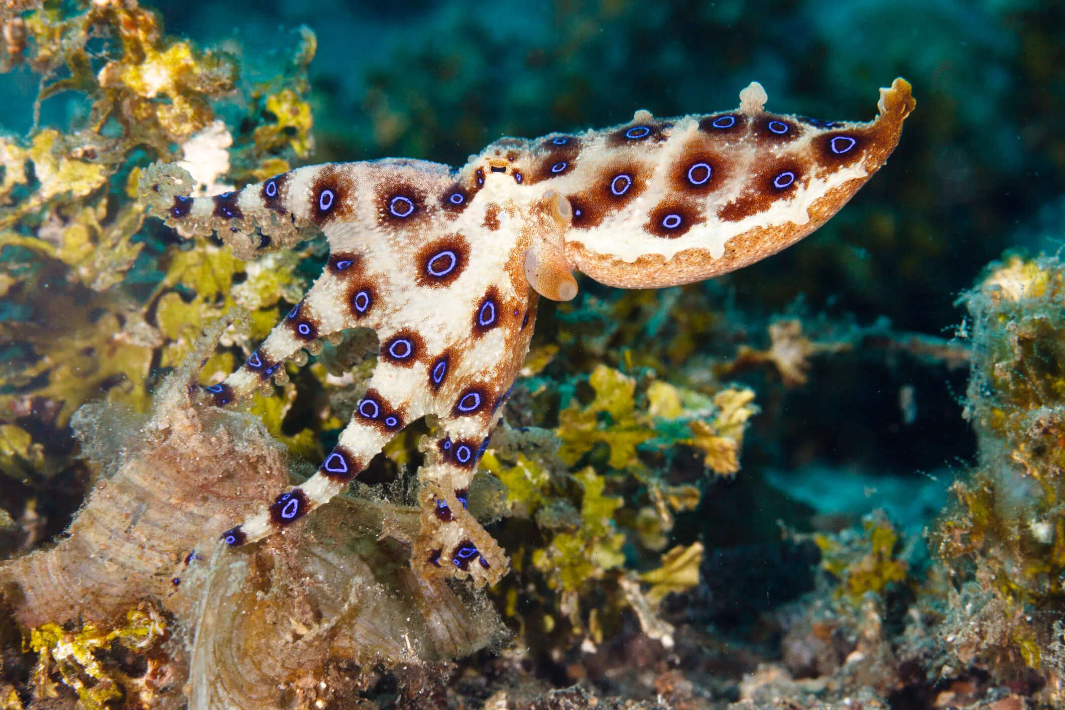 A Greater blue-ringed octopus on a reef