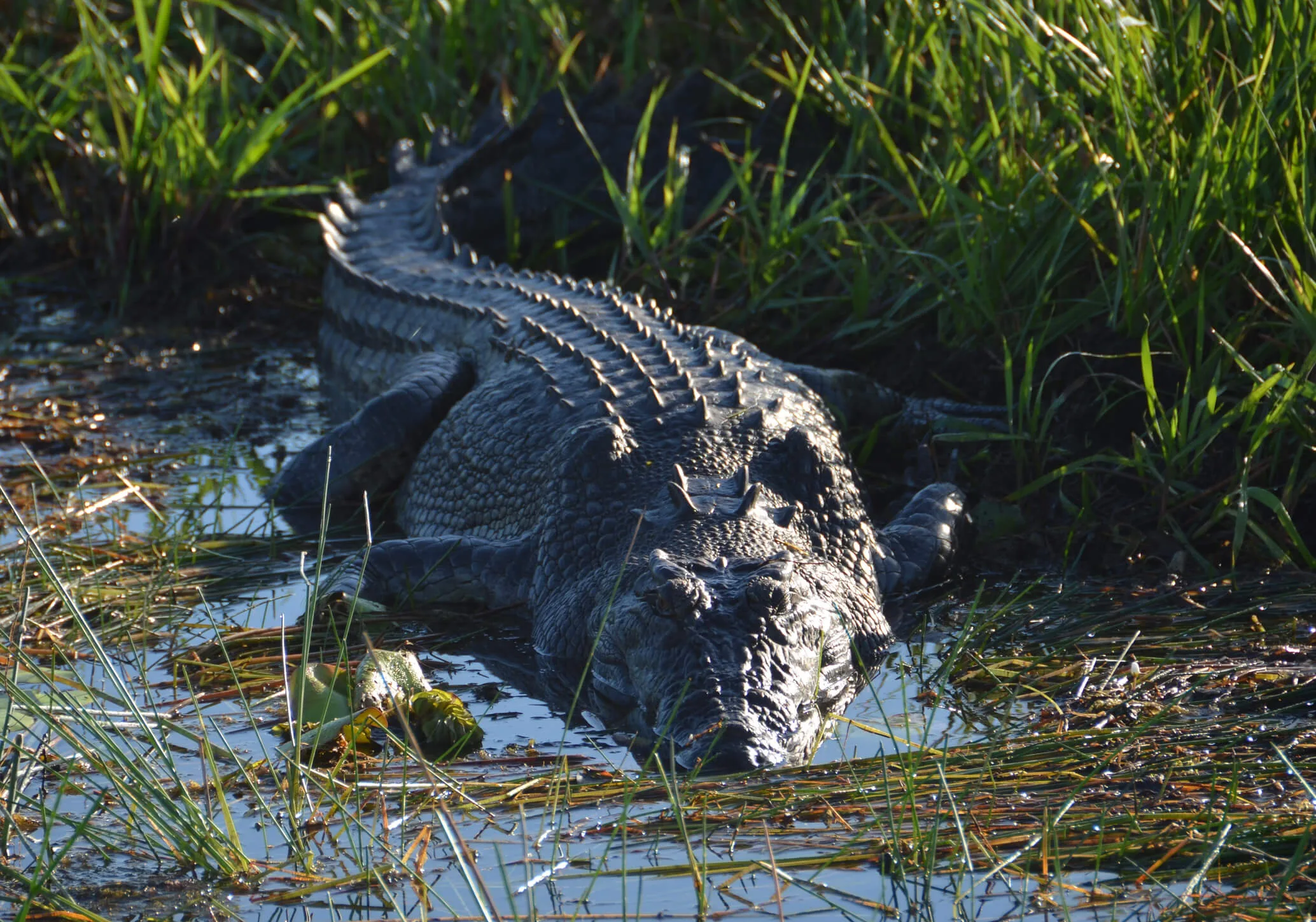 A crocodile lying in the morning sunlight