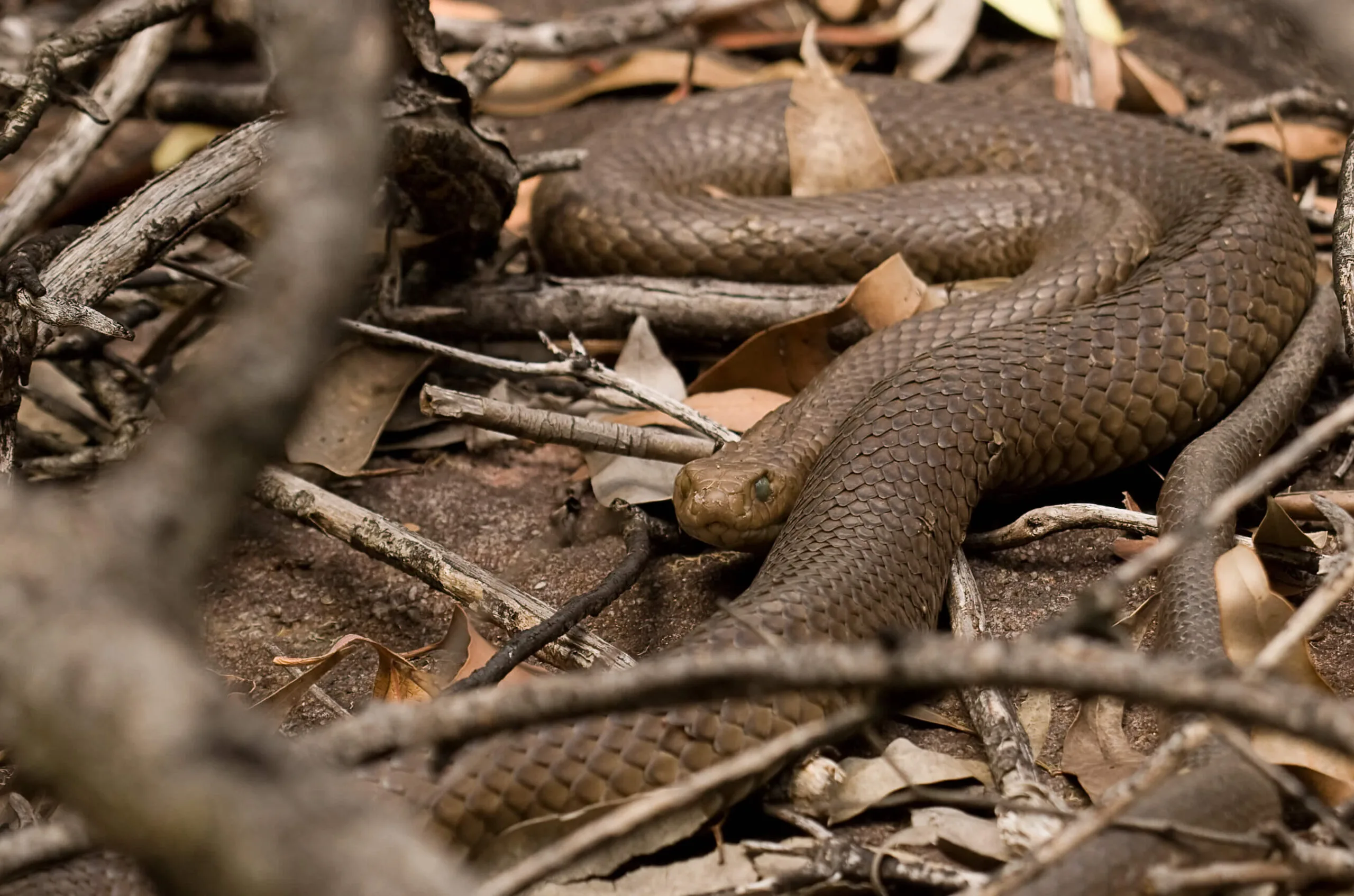 Close up photograph of a Big Brown Snake in the dirt