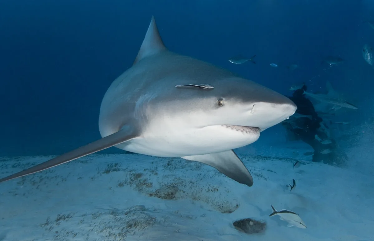 A photograph of a Bull Shark swimming