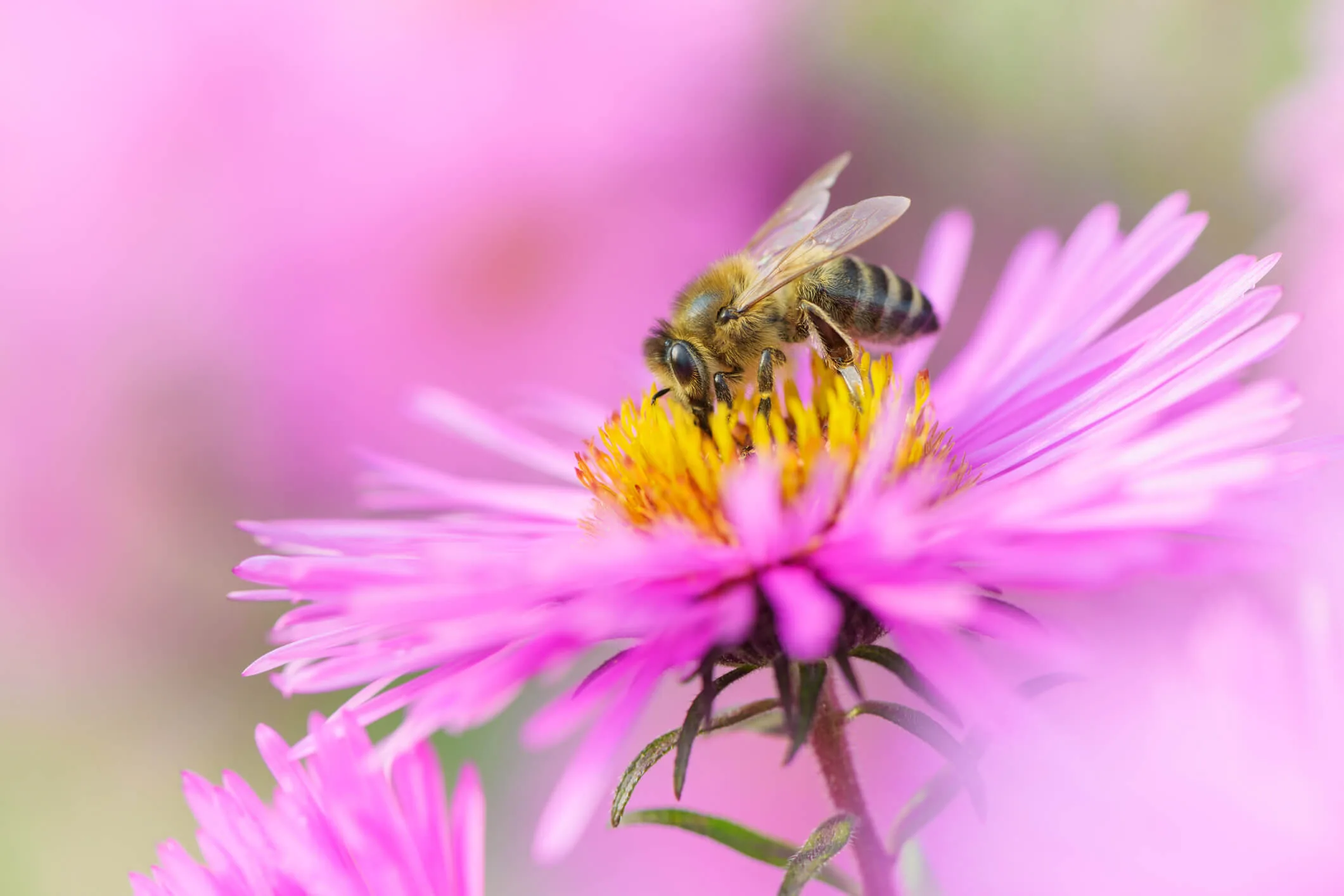 A Honey bee on a pink flower