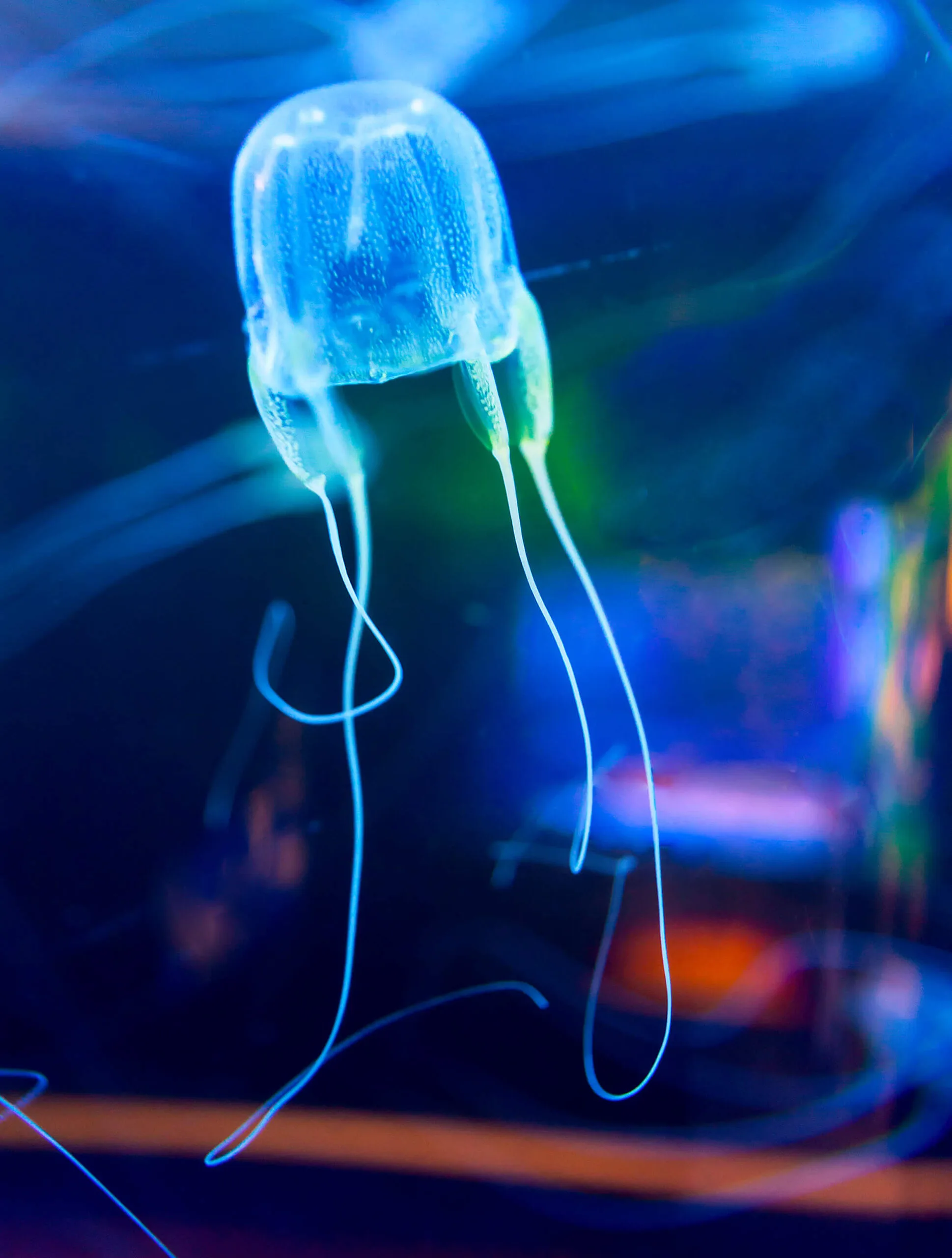 A Box jellyfish floating in the water