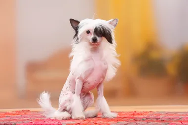 A Chinese Crested Dog standing against a bright orange background