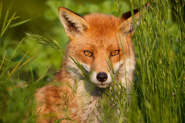 A Red Fox looking through the grass
