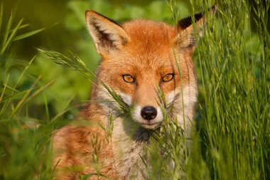 A Red Fox looking through the grass