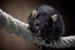 Invasive Rats Australia Introduced Species in Australia: Our 9 Most Invasive Species | Better ...