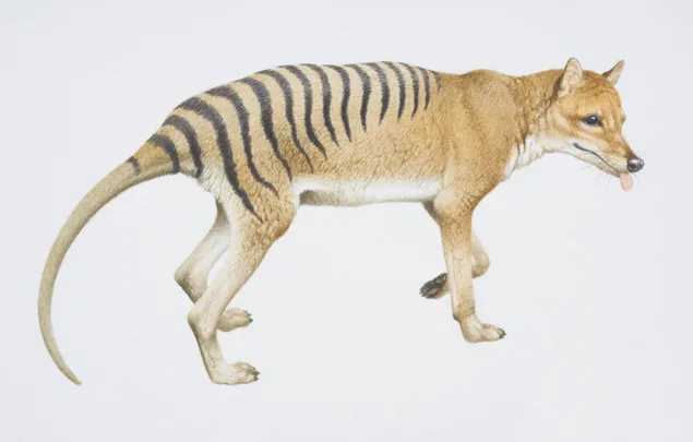 An illustration of a Tasmanian Tiger