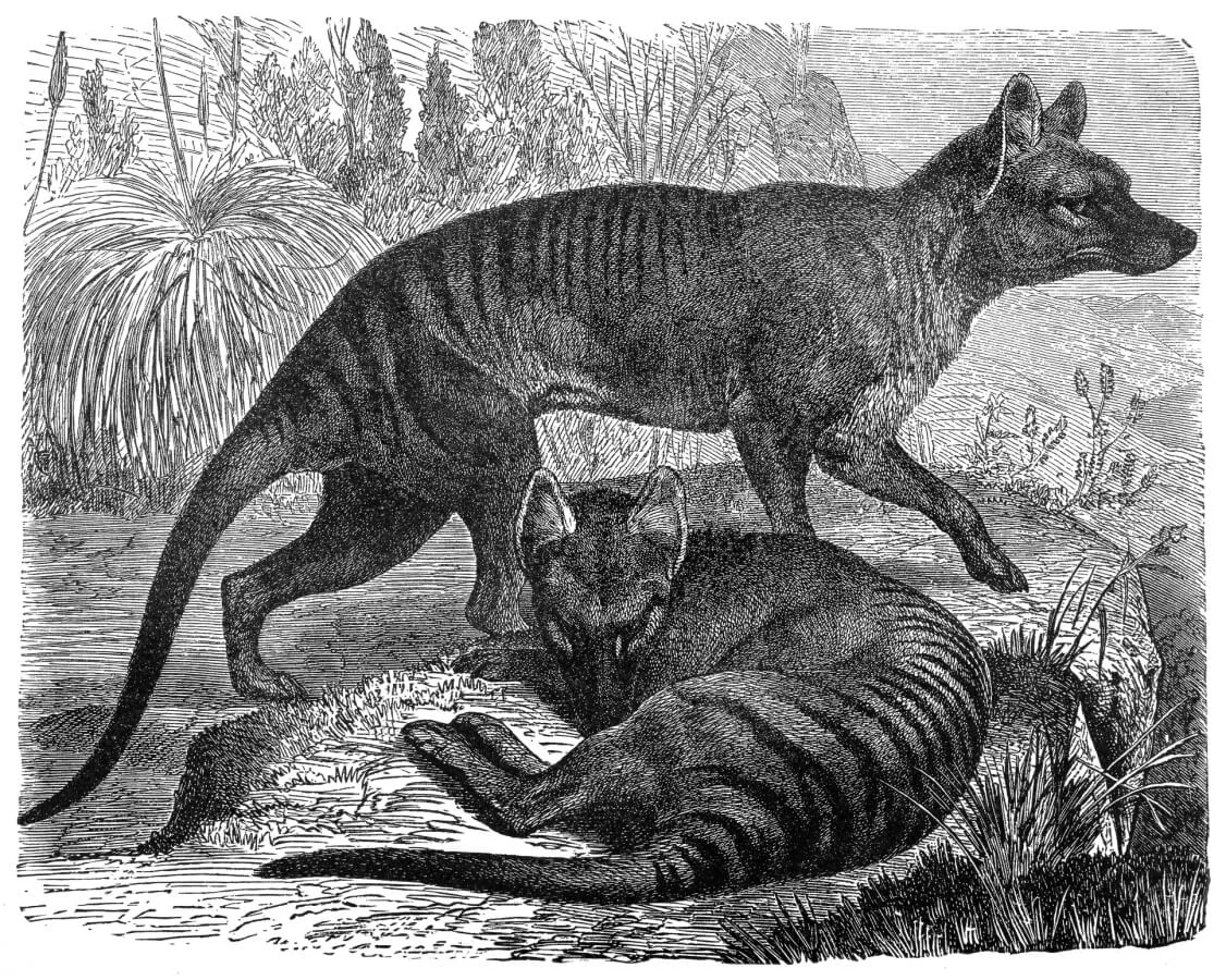 A black and white illustration of two Thylacinus cynocephalus