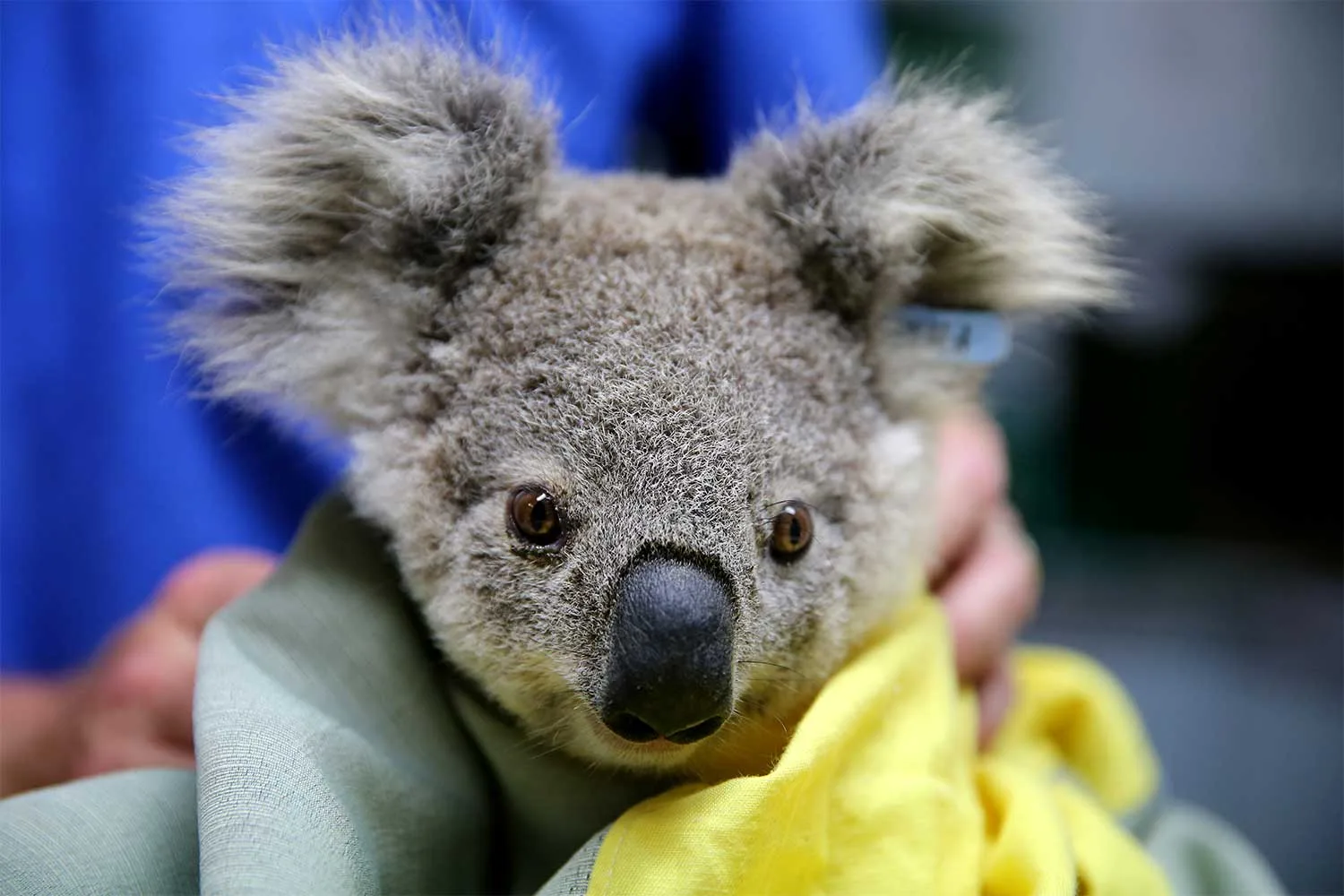 koala in a blanket