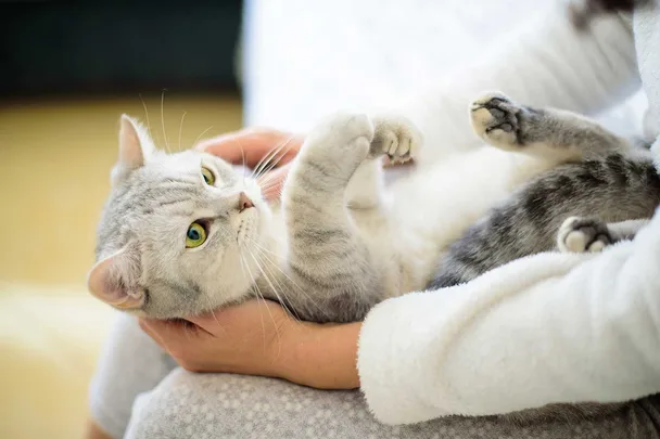 holding cat