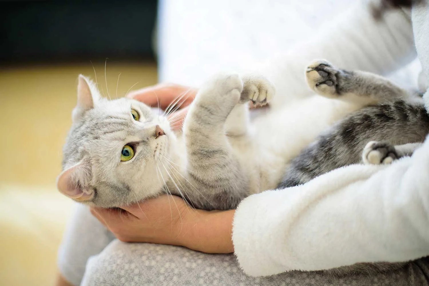 holding cat