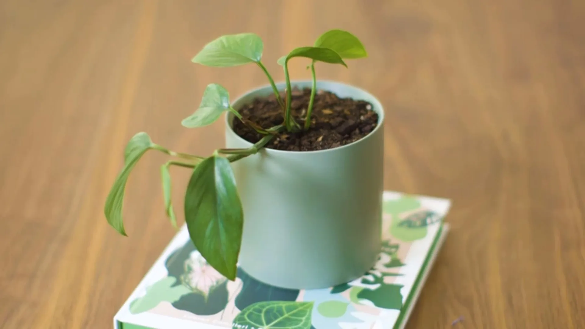 Dulux Summer Colour Trend Forecast