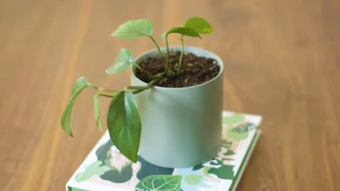 Dulux Summer Colour Trend Forecast