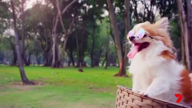 Better Homes and Gardens returns in 2020