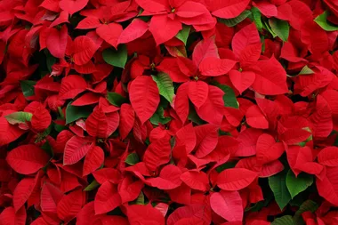 Christmas plants and outdoor entertaining