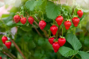 Soil solutions, garden myths and food-growing tips