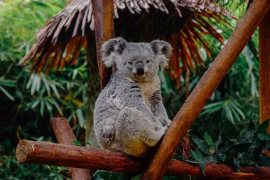 How you can eat unlimited dumplings in the company of koalas next week