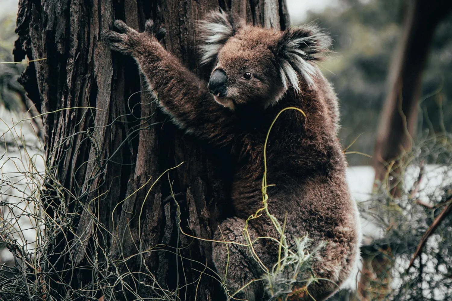 koala on tree