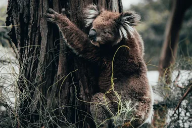 koala on tree