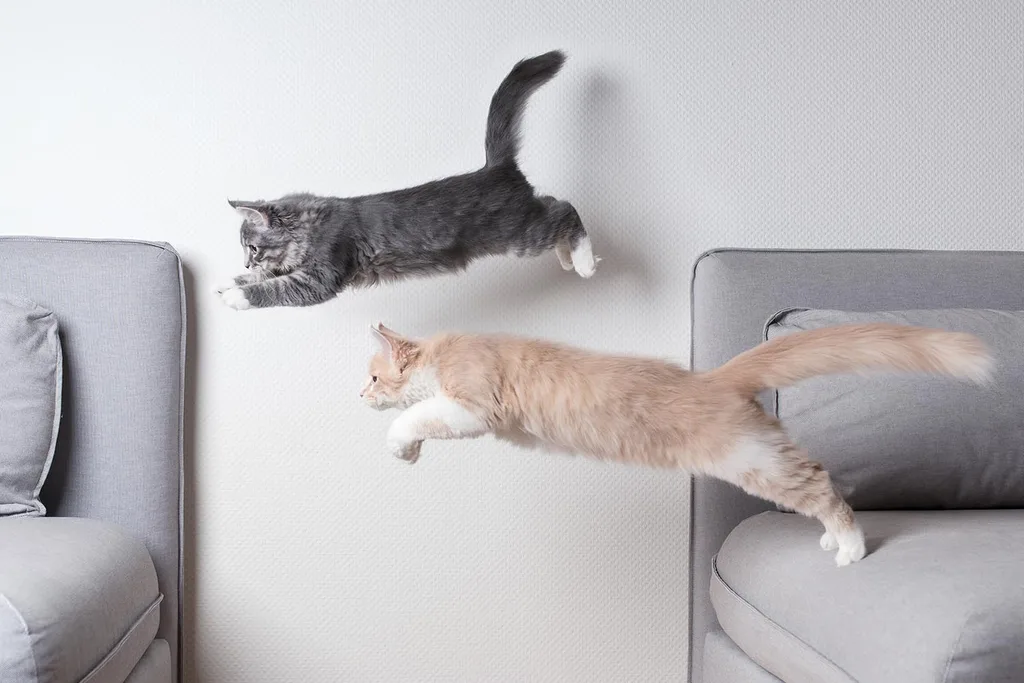 jumping cats