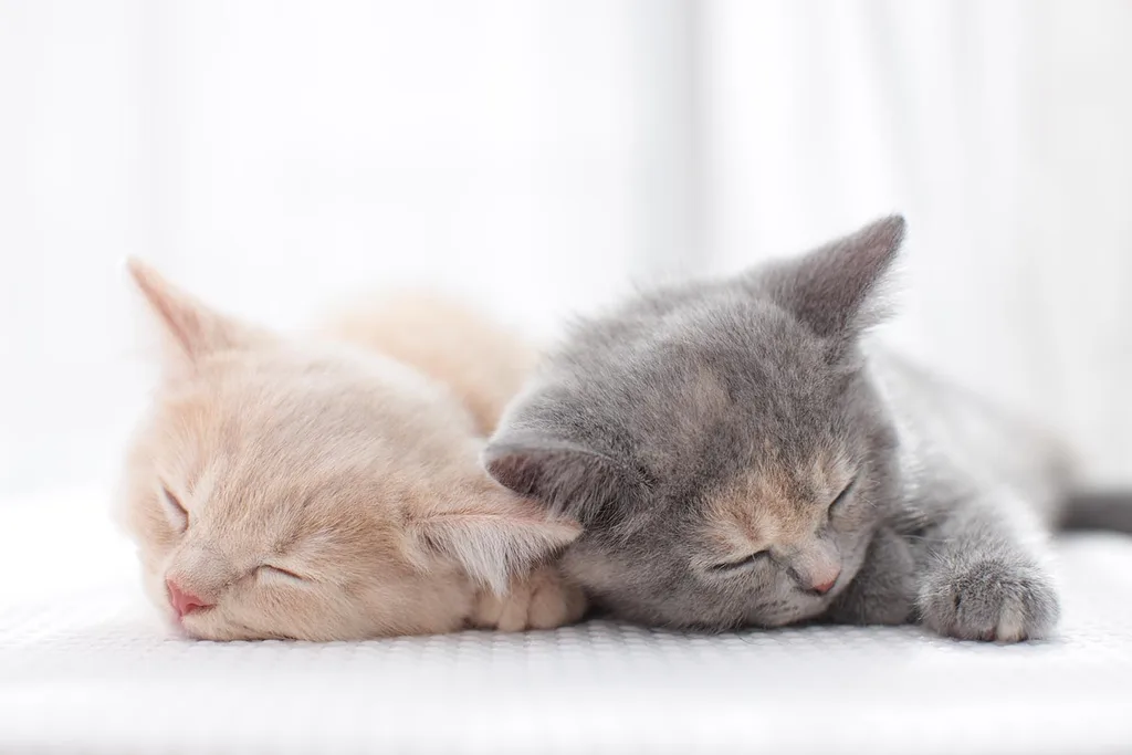 ginger and grey kittens