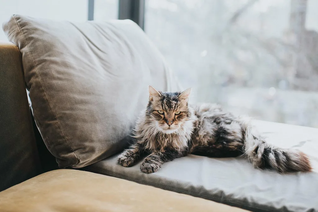 long haired cat on couch