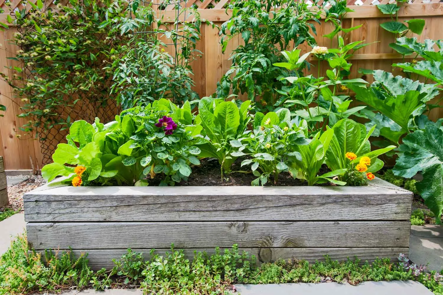 Summer vegie gardening and raised beds