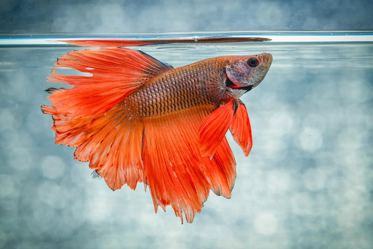 betta fish