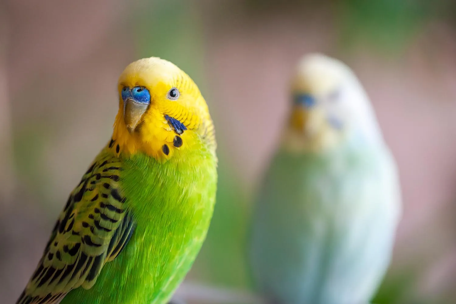 budgie bird